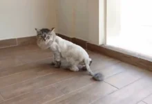 Lion Cut for Cats