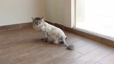 Lion Cut for Cats