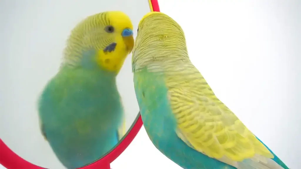 Mirror Toys for birds